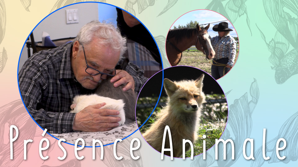 Télé du Haut-du-Lac - Présence Animale